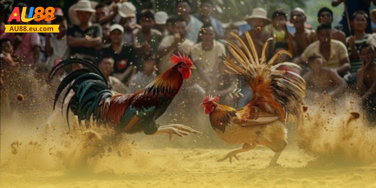 Đá Gà Trực Tiếp Au88: Kịch Tính Sân Đấu, Thắng Lớn Mỗi Ngày 2 Điểm danh các loại hình đá gà trực tiếp Au88 hot nhất
